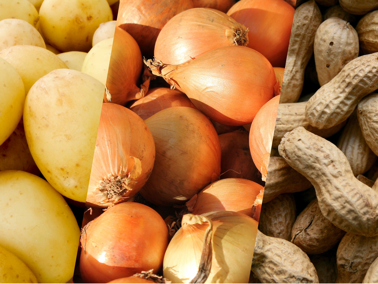 Batata, Cebola e Amendoim: Como o Big Bag Ventilado Reduz Perdas na Pós-Colheita