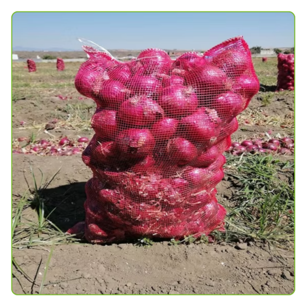 Kit Com 500 Un Saco Giro Inglês Cebola S/ Faixa A Tradicional Roxo - Imagem 6