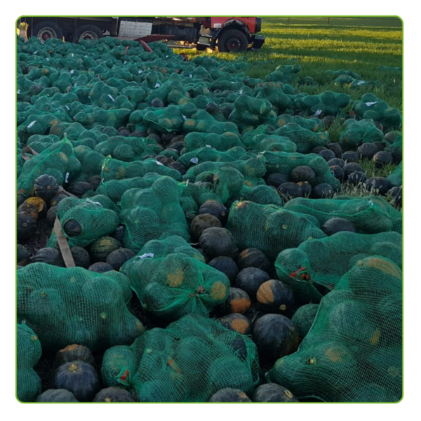 Kit Com 500 Un Saco Giro Inglês 80x50 CIR Verde - Imagem 6
